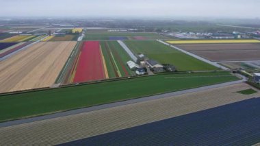 Hollanda 'daki lale tarlasının insansız hava aracı görüntüleri. Laleler renkli renklidir ve bir videoda çok fazla karşıtlık yaratır. Burada sarı, kırmızı, pembe ve beyaz laleleri görebiliyoruz..