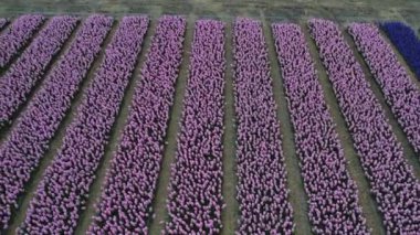 Hollanda 'daki lale tarlasının insansız hava aracı görüntüleri. Laleler renkli renklidir ve bir videoda çok fazla karşıtlık yaratır. Burada sarı, kırmızı, pembe ve beyaz laleleri görebiliyoruz..