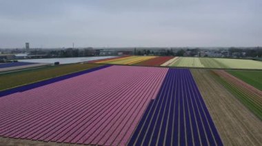 Hollanda 'daki lale tarlasının insansız hava aracı görüntüleri. Laleler renkli renklidir ve bir videoda çok fazla karşıtlık yaratır. Burada sarı, kırmızı, pembe ve beyaz laleleri görebiliyoruz..