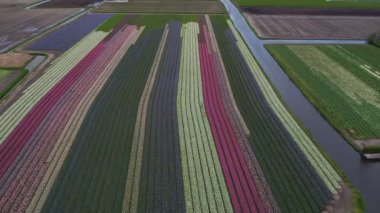 Hollanda 'daki lale tarlasının insansız hava aracı görüntüleri. Laleler renkli renklidir ve bir videoda çok fazla karşıtlık yaratır. Burada sarı, kırmızı, pembe ve beyaz laleleri görebiliyoruz..