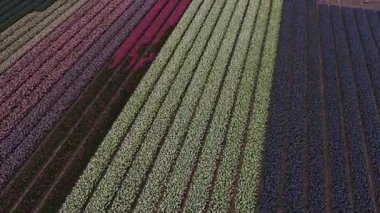 Hollanda 'daki lale tarlasının insansız hava aracı görüntüleri. Laleler renkli renklidir ve bir videoda çok fazla karşıtlık yaratır. Burada sarı, kırmızı, pembe ve beyaz laleleri görebiliyoruz..