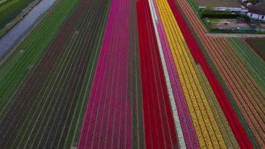 Hollanda 'daki lale tarlasının insansız hava aracı görüntüleri. Laleler renkli renklidir ve bir videoda çok fazla karşıtlık yaratır. Burada sarı, kırmızı, pembe ve beyaz laleleri görebiliyoruz..