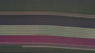 Hollanda 'daki lale tarlasının insansız hava aracı görüntüleri. Laleler renkli renklidir ve bir videoda çok fazla karşıtlık yaratır. Burada sarı, kırmızı, pembe ve beyaz laleleri görebiliyoruz..