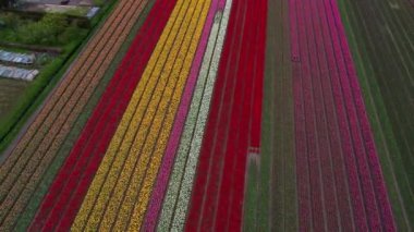 Hollanda 'daki lale tarlasının insansız hava aracı görüntüleri. Laleler renkli renklidir ve bir videoda çok fazla karşıtlık yaratır. Burada sarı, kırmızı, pembe ve beyaz laleleri görebiliyoruz..