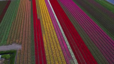 Hollanda 'daki lale tarlasının insansız hava aracı görüntüleri. Laleler renkli renklidir ve bir videoda çok fazla karşıtlık yaratır. Burada sarı, kırmızı, pembe ve beyaz laleleri görebiliyoruz..