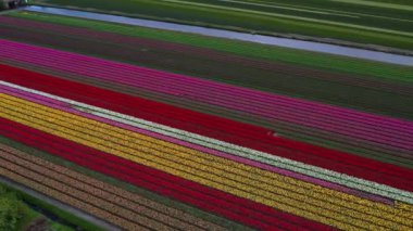 Hollanda 'daki lale tarlasının insansız hava aracı görüntüleri. Laleler renkli renklidir ve bir videoda çok fazla karşıtlık yaratır. Burada sarı, kırmızı, pembe ve beyaz laleleri görebiliyoruz..