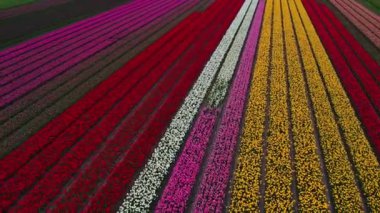 Hollanda 'daki lale tarlasının insansız hava aracı görüntüleri. Laleler renkli renklidir ve bir videoda çok fazla karşıtlık yaratır. Burada sarı, kırmızı, pembe ve beyaz laleleri görebiliyoruz..