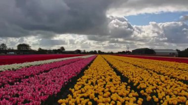 Hollanda 'daki lale tarlasının insansız hava aracı görüntüleri. Laleler renkli renklidir ve bir videoda çok fazla karşıtlık yaratır. Burada sarı, kırmızı, pembe ve beyaz laleleri görebiliyoruz..