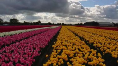 Hollanda 'daki lale tarlasının insansız hava aracı görüntüleri. Laleler renkli renklidir ve bir videoda çok fazla karşıtlık yaratır. Burada sarı, kırmızı, pembe ve beyaz laleleri görebiliyoruz..