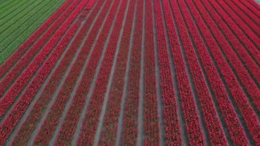 Hollanda 'daki lale tarlasının insansız hava aracı görüntüleri. Laleler renkli renklidir ve bir videoda çok fazla karşıtlık yaratır. Burada sarı, kırmızı, pembe ve beyaz laleleri görebiliyoruz..