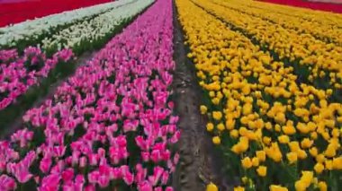 Hollanda 'daki lale tarlasının insansız hava aracı görüntüleri. Laleler renkli renklidir ve bir videoda çok fazla karşıtlık yaratır. Burada sarı, kırmızı, pembe ve beyaz laleleri görebiliyoruz..