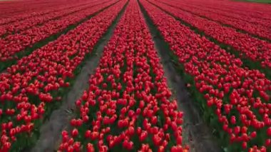 Hollanda 'daki lale tarlasının insansız hava aracı görüntüleri. Laleler renkli renklidir ve bir videoda çok fazla karşıtlık yaratır. Burada sarı, kırmızı, pembe ve beyaz laleleri görebiliyoruz..