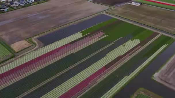 オランダのチューリップ畑のドローン映像 提出されたチューリップはカラフルで 1つのビデオでコントラストがたくさんあります ここでは主に黄色 ピンク 白のチューリップを見ることができます — ストック動画