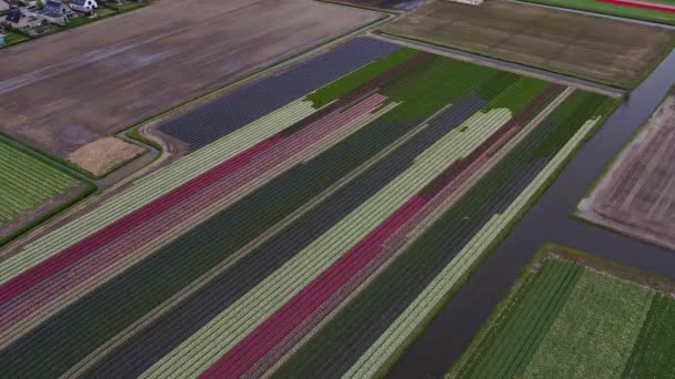 Drone Footage Tulips Field Netherlands Tulips Filed Colorful Vibrant Bring — Stock Video