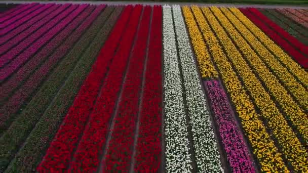 Drohnenaufnahmen Vom Tulpenfeld Den Niederlanden Tulpen Sind Farbenfroh Und Bringen — Stockvideo