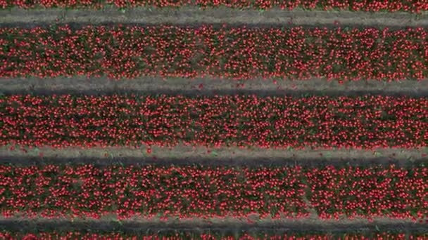 Drone Beelden Van Tulpenveld Nederland Tulpen Ingediend Zijn Kleurrijk Levendig — Stockvideo