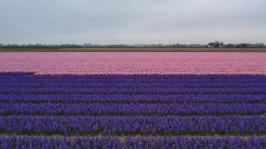Hollanda 'daki lale tarlasının insansız hava aracı görüntüleri. Laleler renkli renklidir ve bir videoda çok fazla karşıtlık yaratır. Burada sarı, kırmızı, pembe ve beyaz laleleri görebiliyoruz..