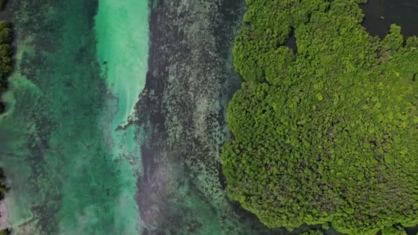Filmări Drone Despre Junglă Natură Filipine Apare Pădurea Verde Apa — Videoclip de stoc