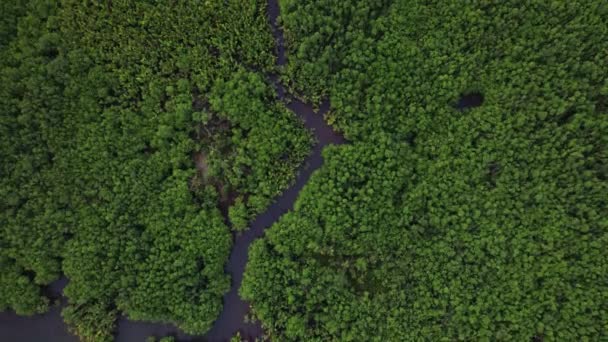 Στιγμιότυπο Από Ζούγκλα Και Φύση Στις Φιλιππίνες Πράσινο Δάσος Και — Αρχείο Βίντεο