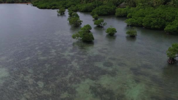 Drone Beelden Van Jungle Natuur Filippijnen Groen Bos Soms Verschijnt — Stockvideo