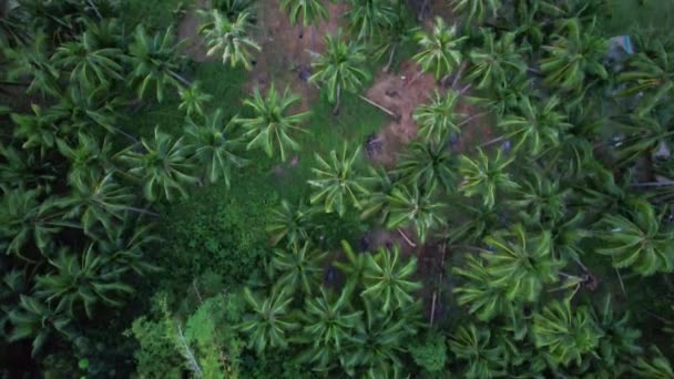 Drone Beelden Van Zonsondergang Filippijnen Zien Jungle Graden Later Het — Stockvideo