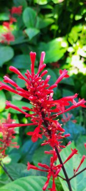 Jardin Botanico de Palermo