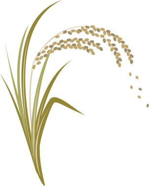 grass field with green leaves, rice