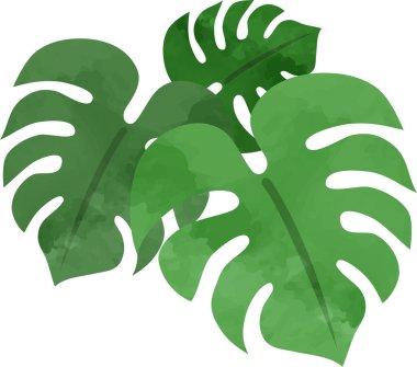 Canavarın yeşil yaprakları. vektör illüstrasyonu