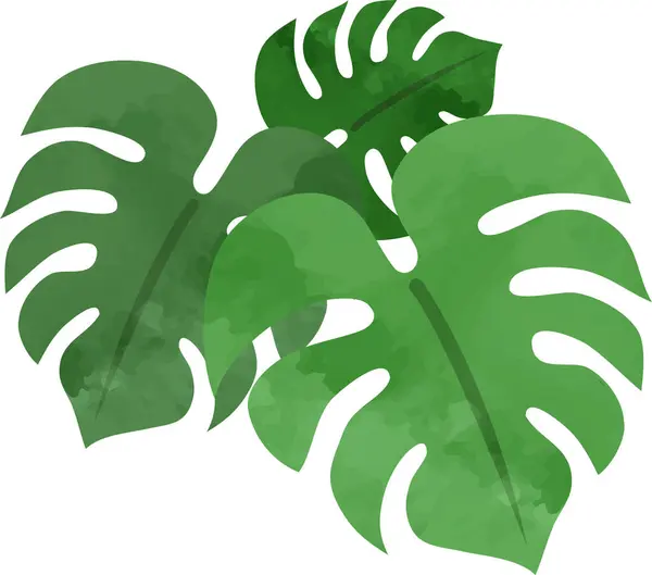 Canavarın yeşil yaprakları. vektör illüstrasyonu