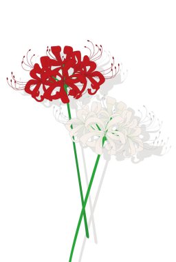 vector illustration of a floral background with flowers,cluster amaryllis