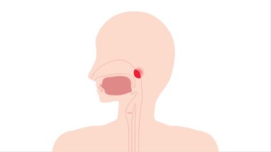 human face, anatomy and body system. vector illustrationAnimated video that hurts with adenoid hypertrophy