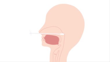 İnsan vücudu anatomisi. Geniz temizleme çubuğuyla yapılan bir muayenenin vektör illüstrasyonlu videosu