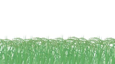 grass with green leaves on white background