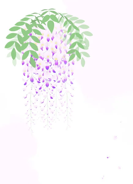 Ilustrace Fialové Vistárie Květu Shluk — Stockový vektor