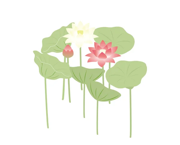 Dit Een Illustratie Van Een Lotus Bloei — Stockvector