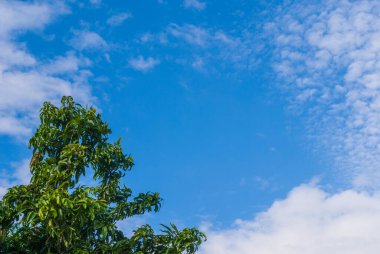 The tree has a blue sky background.