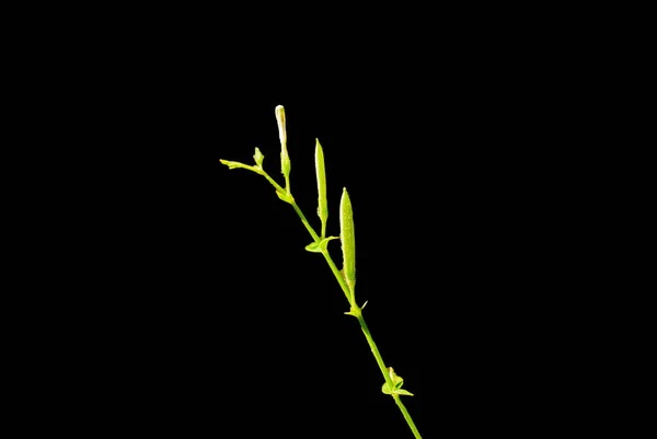 Travní Květy Černém Pozadí — Stock fotografie
