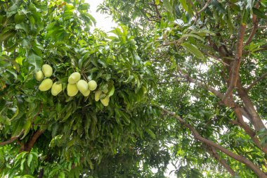 Tayland bahçesinde bir mango ağacı