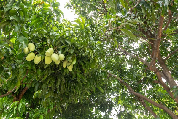 Ett Mangoträd Thailands Trädgård — Stockfoto