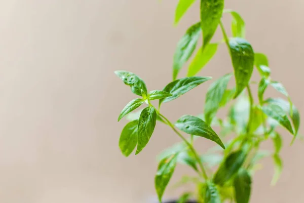 stock image a Thai herb that can be cooked as a folk medicine