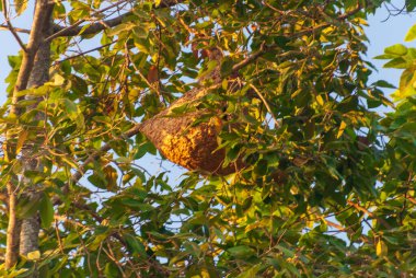 Bir ağaç dalında bir yuva sallanıyor. Yuva dal ve yapraklardan yapılmıştır.