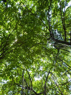 Ağaçların gökyüzüne ulaştığı yemyeşil bir orman. Yapraklar yeşilin canlı bir gölgesidir ve güneş ışığı dalların arasından parlayarak huzurlu ve huzurlu bir atmosfer yaratır.