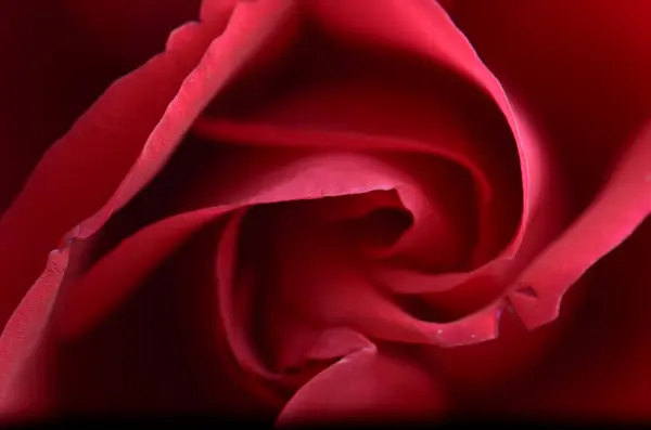 Imagem Close Bela Flor Rosa Vermelha Florescendo — Fotografia de Stock