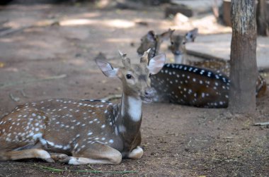 Bangkok hayvanat bahçesinde bir geyik gülümseyerek bana bakıyor..