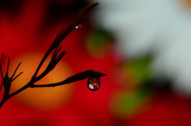 Arka planda çiçek buketinin yansıması olan bir su damlasının sanatsal makro görüntüsü..