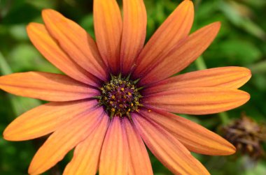 Güzel turuncu renkli bir Daisy çiçeğinin makro fotoğraf çekimi..