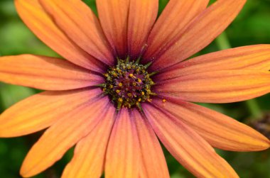 Güzel turuncu renkli bir Daisy çiçeğinin makro fotoğraf çekimi..