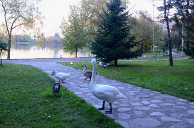 A swarm of Geese wandering around eating bread crumbs at Lopota lake Georgia. clipart