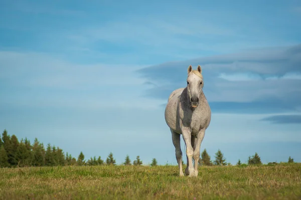 Yeşil tarlada beyaz bir at
