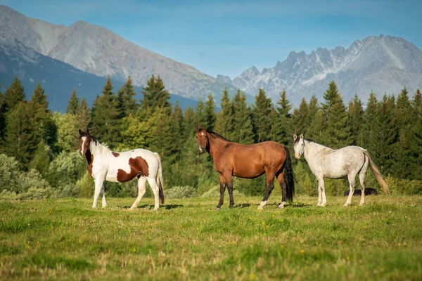 Yaz otlaklarında poz veren atlar ve arka planda dağlar..